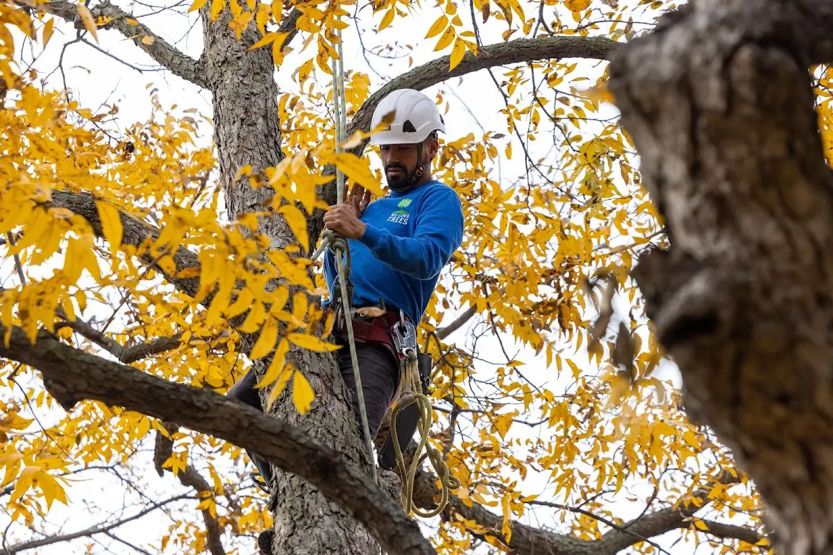 Skilled Storm Damage Cleanup crew working in Paradise